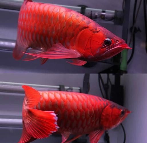 和興龍魚的紅龍魚有哪些品種？（興龍魚的紅龍魚品種）